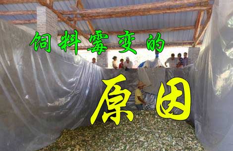飼料又發(fā)霉了， 到底是咋回事？